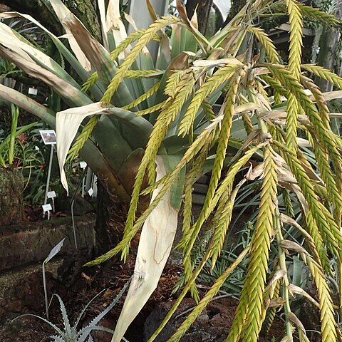 Tillandsia samaipatensis unspecified picture