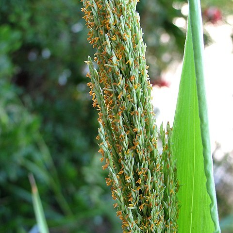 Panicum niihauense unspecified picture