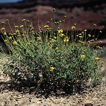 Encelia resinifera unspecified picture