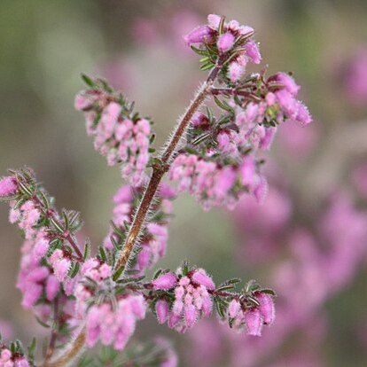 Erica parviflora unspecified picture