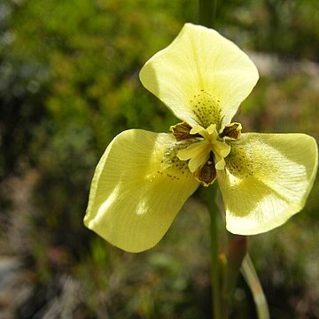 Moraea bellendenii unspecified picture