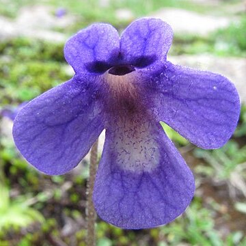 Pinguicula balcanica unspecified picture