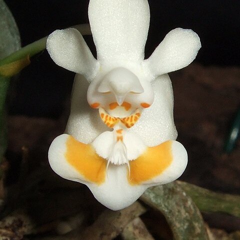 Phalaenopsis thailandica unspecified picture