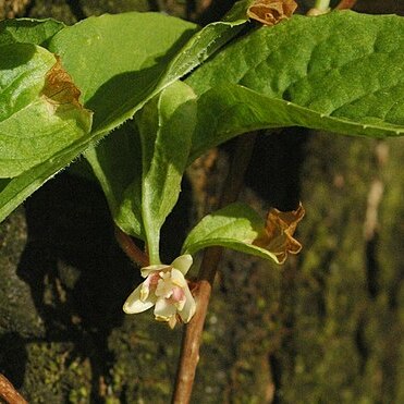 Schisandraceae unspecified picture