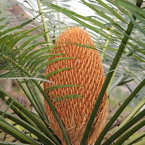 Cycas nayagarhensis unspecified picture