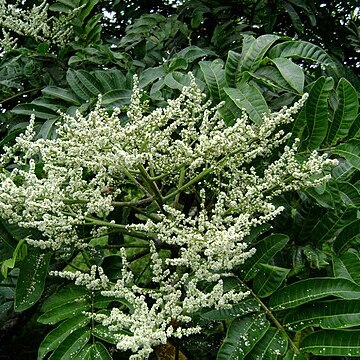 Rhus taitensis unspecified picture