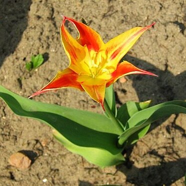 Tulipa tschimganica unspecified picture