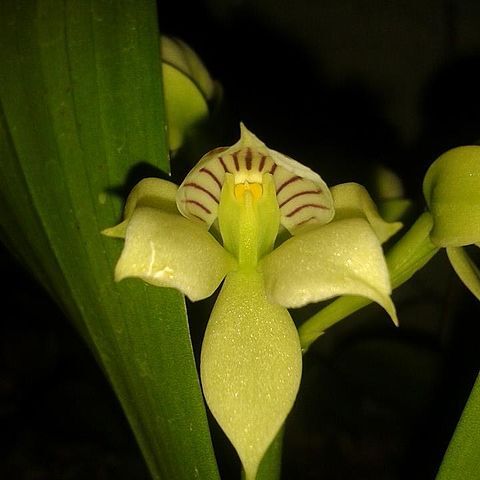 Prosthechea chacaoensis unspecified picture