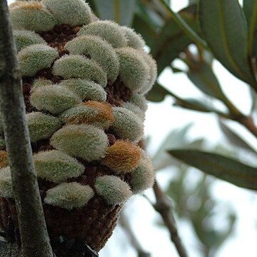 Banksia saxicola unspecified picture