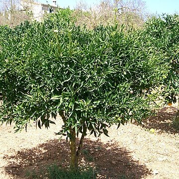 Citrus deliciosa unspecified picture