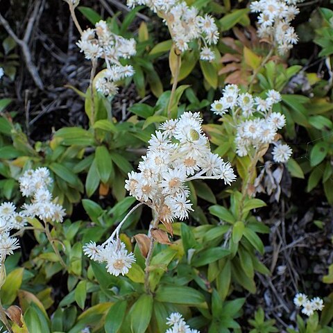 Anaphalioides trinervis unspecified picture