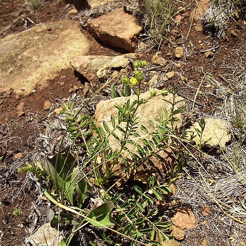 Potentilla visianii unspecified picture