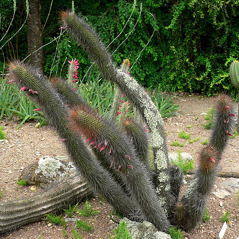 Cleistocactus buchtienii unspecified picture