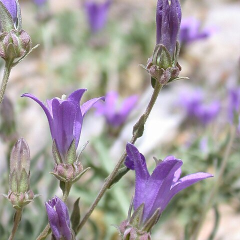 Campanula stricta unspecified picture