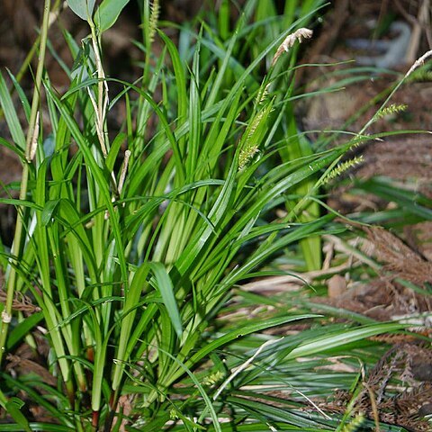 Carex foliosissima unspecified picture