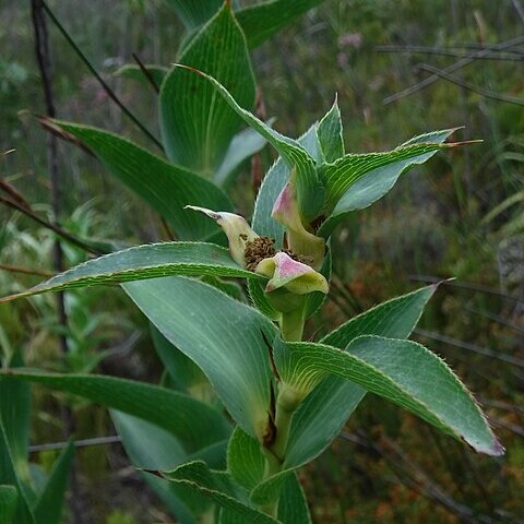 Cliffortia denticulata unspecified picture