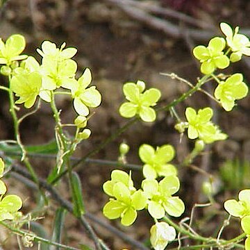 Biscutella laevigata subsp. varia unspecified picture