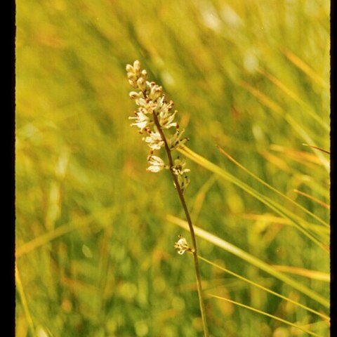 Hastingsia serpentinicola unspecified picture