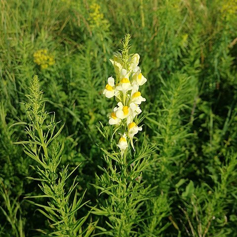 Linaria biebersteinii unspecified picture