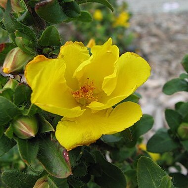 Hibbertia serrata unspecified picture