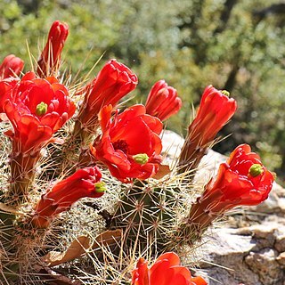 Echinocereus santaritensis unspecified picture