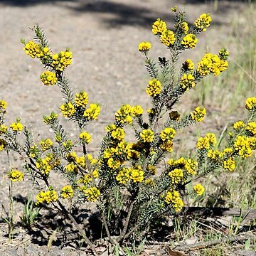 Pultenaea weindorferi unspecified picture