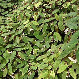 Begonia dietrichiana unspecified picture