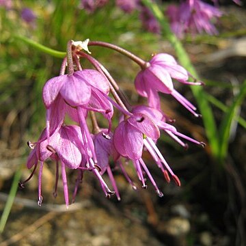 Allium virgunculae unspecified picture