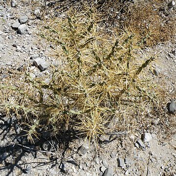 Cylindropuntia kleiniae unspecified picture