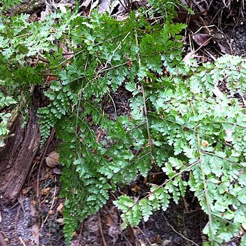 Dennstaedtia davallioides unspecified picture