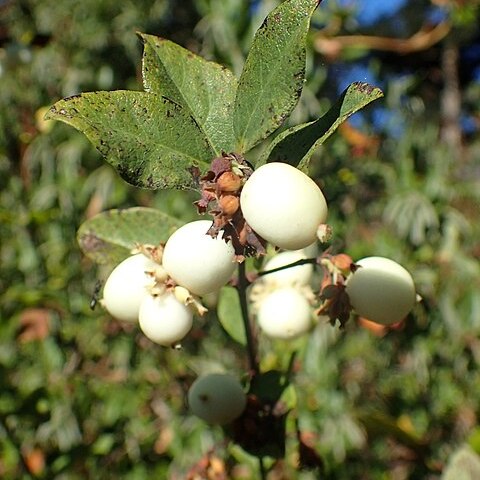 Symphoricarpos albus var. laevigatus unspecified picture