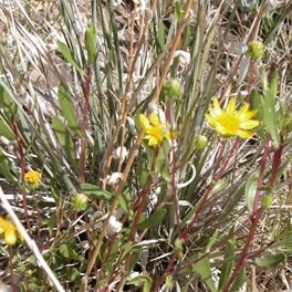 Grindelia fraxinipratensis unspecified picture