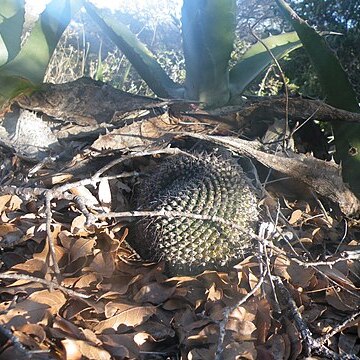 Mammillaria orcuttii unspecified picture