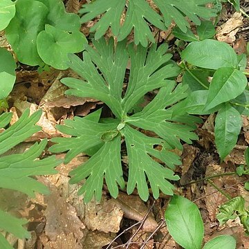 Aconitum kirinense unspecified picture