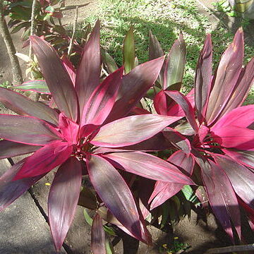 Cordyline unspecified picture