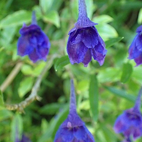 Delphinium tatsienense unspecified picture