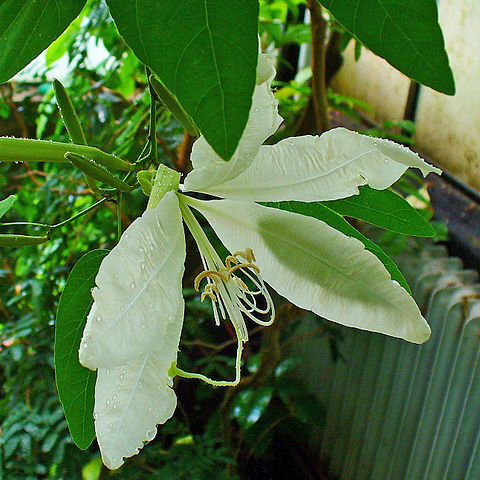 Bauhinia aculeata unspecified picture