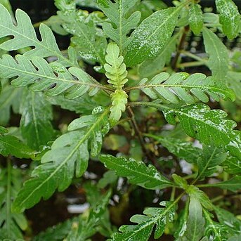 Hygrophila pinnatifida unspecified picture