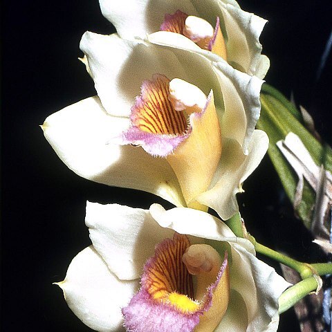 Bifrenaria tyrianthina unspecified picture