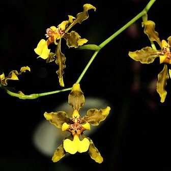 Oncidium planilabre unspecified picture