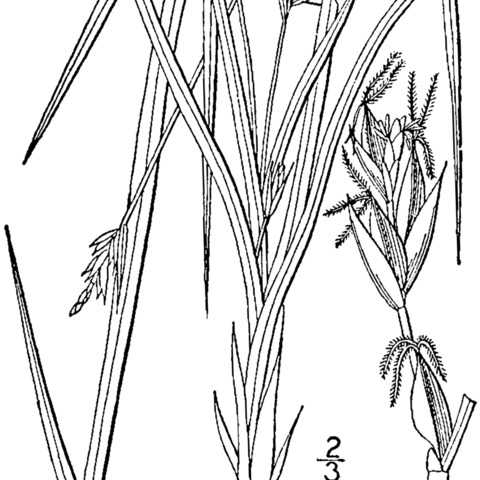 Carex willdenowii unspecified picture