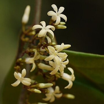 Toxocarpus unspecified picture