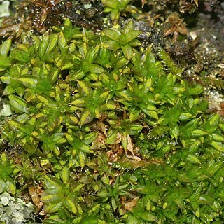 Syntrichia papillosa unspecified picture