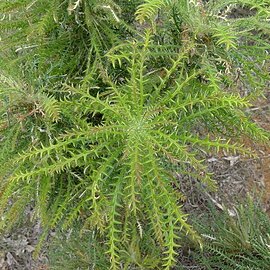 Banksia columnaris unspecified picture