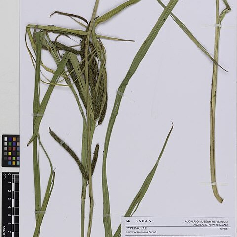 Carex lessoniana unspecified picture