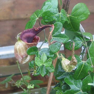 Aristolochia macroura unspecified picture