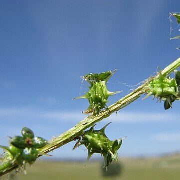 Acaena echinata unspecified picture