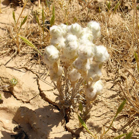 Bombycilaena unspecified picture