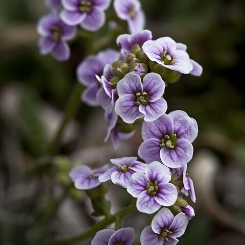 Cardamine purpurea unspecified picture