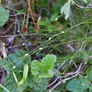 Carex trisperma unspecified picture